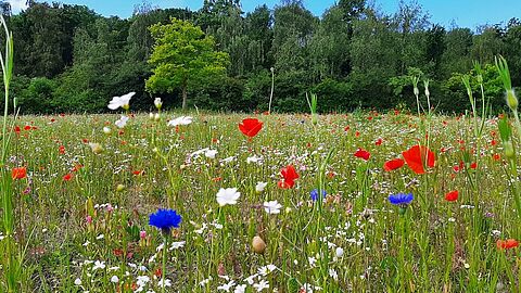 kleurrijke bloemenweide in de zomer
