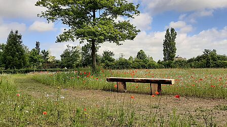 Bankje op de natuurbegraafplaats