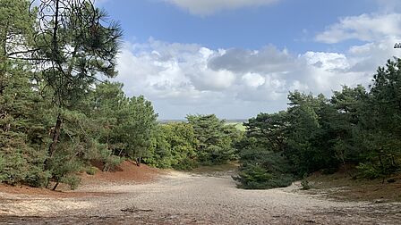 Duingebied met zand en bomen